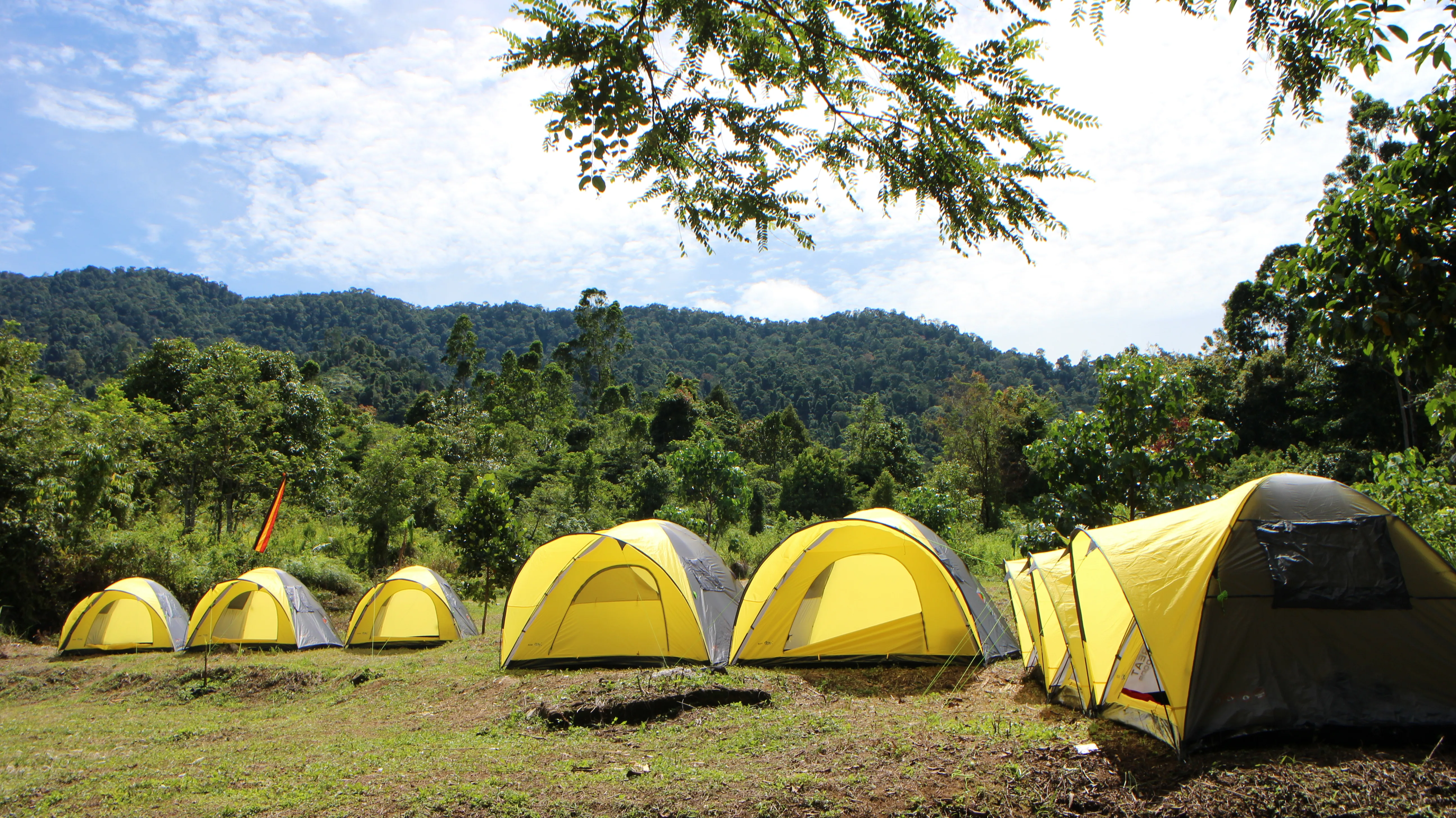 Camping ground di hutan pinus